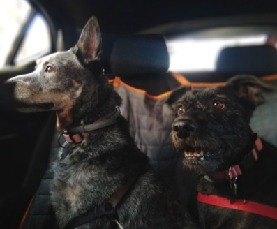 Traveling Pets Narvarte Poniente - foto 4